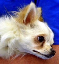Chihuahua langhaar