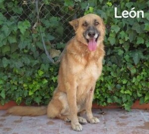 León7