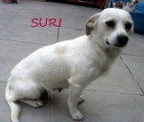 Suri (4)